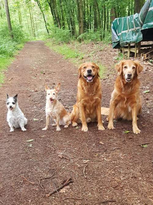 Hundeauslaufgebiet-Doggy & Me-Bild