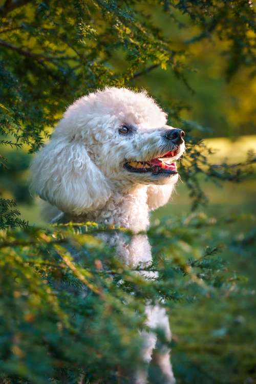 Hundeauslaufgebiet-Andre Wirkner Fotowerke-Bild