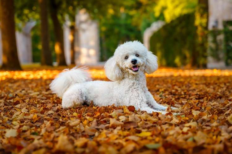 Hundeauslaufgebiet-Andre Wirkner Fotowerke-Bild