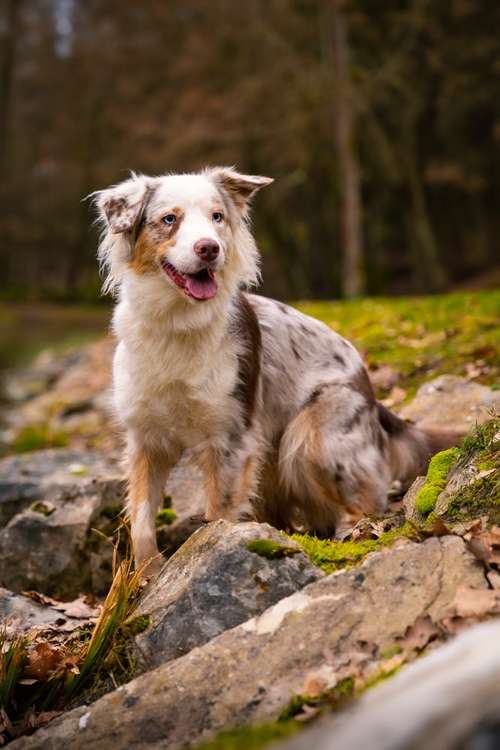 Hundeauslaufgebiet-Andre Wirkner Fotowerke-Bild