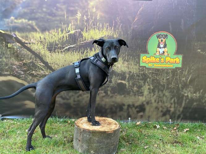 Hundeauslaufgebiet-Spike‘s Park -Bild