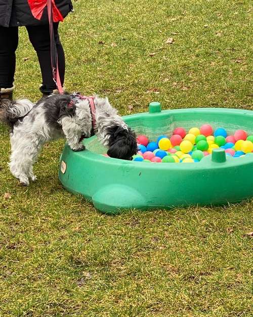 Hundeauslaufgebiet-Spike‘s Park -Bild