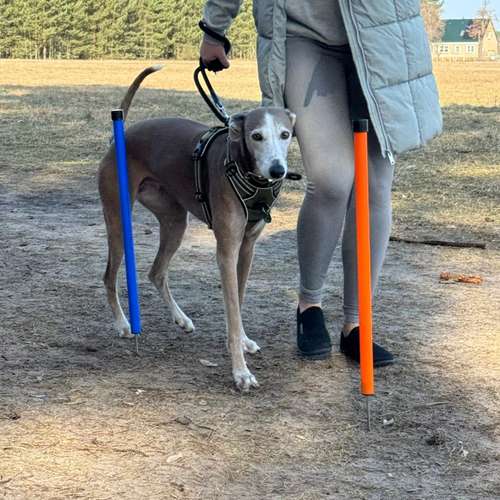 Hundeauslaufgebiet-Hundetrainerin Franziska Mollenhauer-Bild