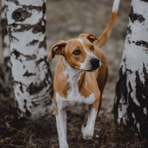 Hundeauslaufgebiet-Hundetrainerin Franziska Mollenhauer-Bild