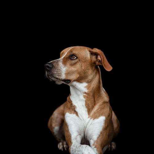 Hundeauslaufgebiet-Hundetrainerin Franziska Mollenhauer-Bild