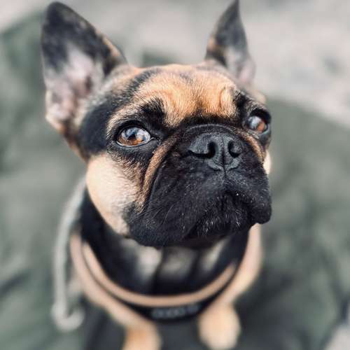 Hundeauslaufgebiet-Hundetrainerin Franziska Mollenhauer-Bild