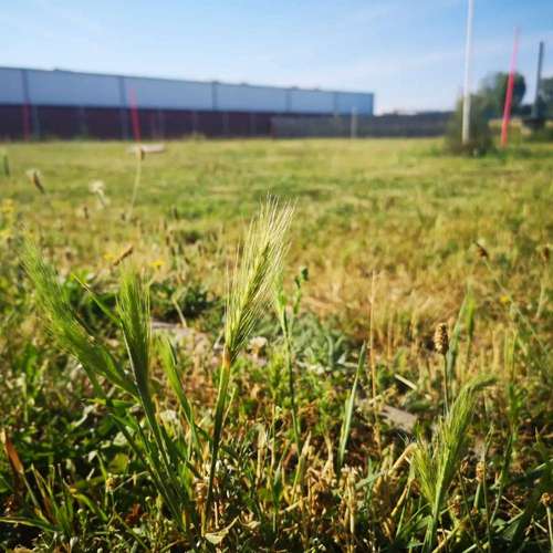 Hundeauslaufgebiet-Hundezentrum Krüger-Bild