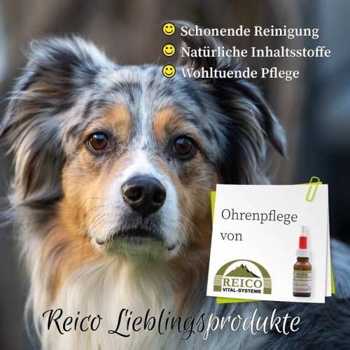 Hundeauslaufgebiet-Reico Partner & Vital Systemexperte-Bild