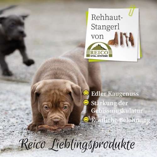 Hundeauslaufgebiet-Reico Partner & Vital Systemexperte-Bild