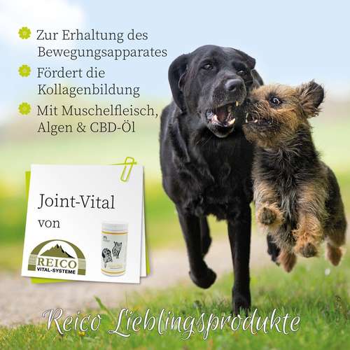 Hundeauslaufgebiet-Reico Partner & Vital Systemexperte-Bild