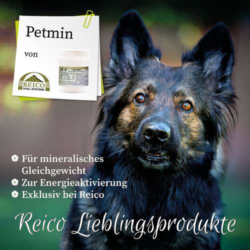 Hundeauslaufgebiet-Reico Partner & Vital Systemexperte-Bild