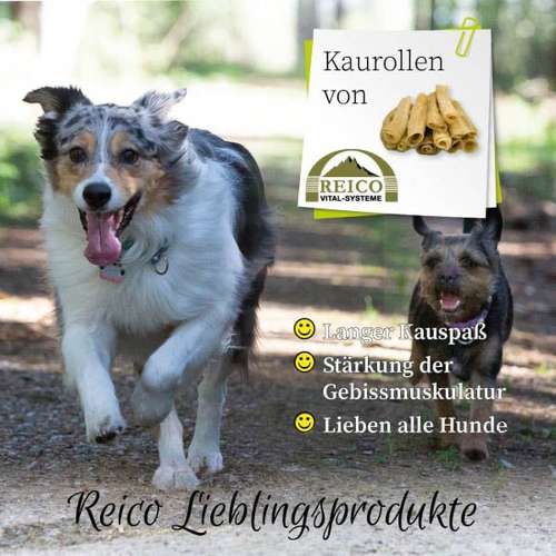 Hundeauslaufgebiet-Reico Partner & Vital Systemexperte-Bild
