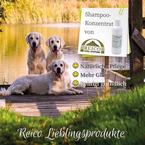 Hundeauslaufgebiet-Reico Partner & Vital Systemexperte-Bild