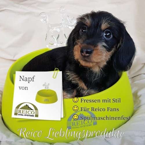 Hundeauslaufgebiet-Reico Partner & Vital Systemexperte-Bild