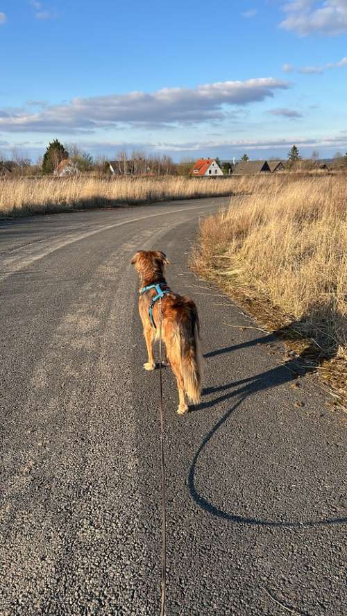 Hundeauslaufgebiet-Petricks Hundeschule-Bild