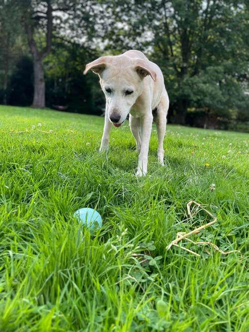 Hundeauslaufgebiet-Petricks Hundeschule-Bild