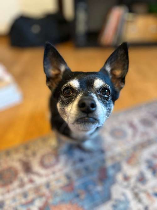 Hundeauslaufgebiet-Petricks Hundeschule-Bild