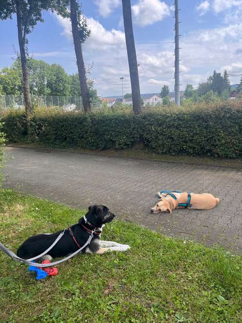 Hundeauslaufgebiet-zaberhunde-Bild