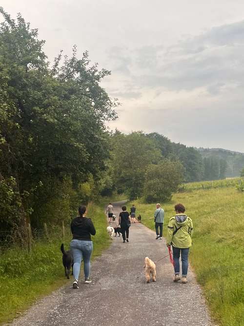 Hundeauslaufgebiet-zaberhunde-Bild