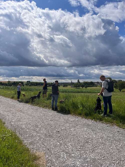 Hundeauslaufgebiet-zaberhunde-Bild