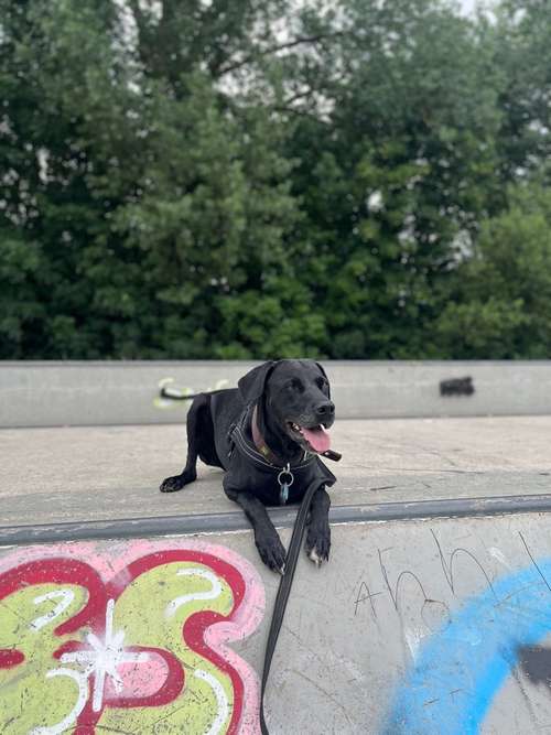 Hundeauslaufgebiet-zaberhunde-Bild