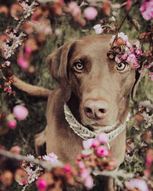 Hundeauslaufgebiet-Enjoymemories Fotografie-Bild