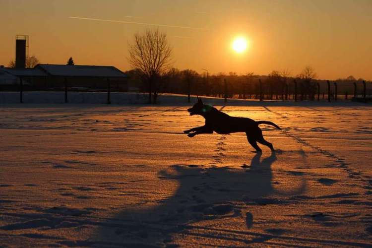 Hundeauslaufgebiet-Enjoymemories Fotografie-Bild