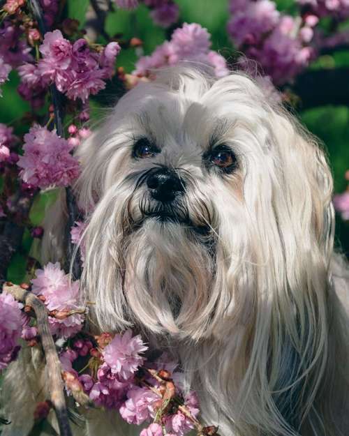 Hundeauslaufgebiet-Enjoymemories Fotografie-Bild