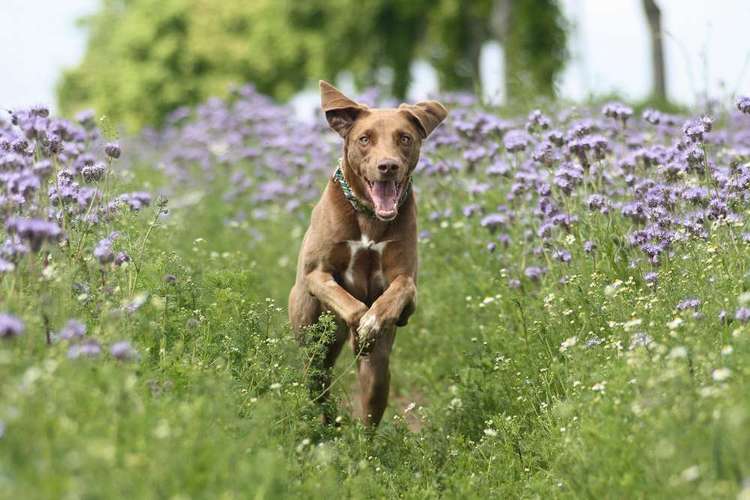 Hundeauslaufgebiet-Enjoymemories Fotografie-Bild