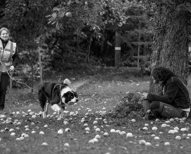 Hundeauslaufgebiet-einzig-dog-artig.ch-Bild