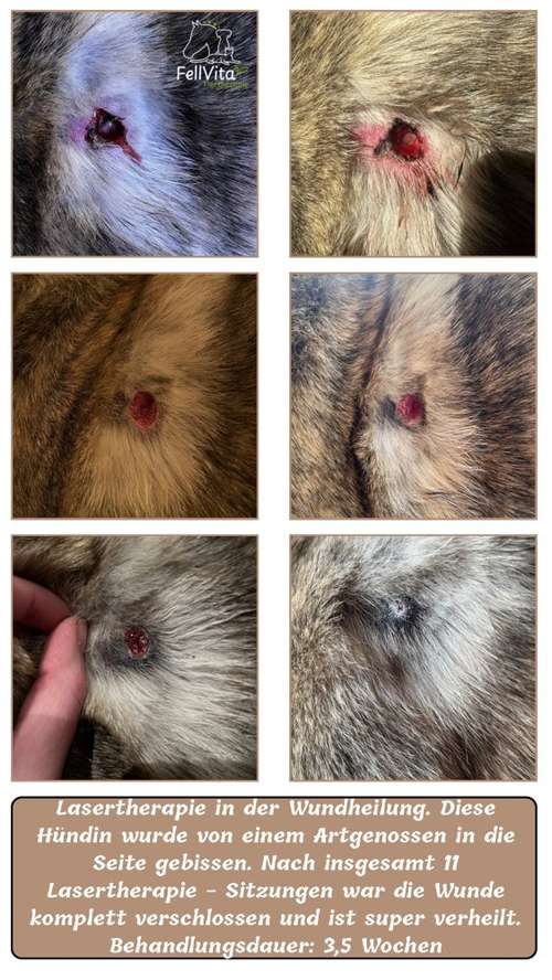 Hundeauslaufgebiet-FellVita Tiertherapie-Bild