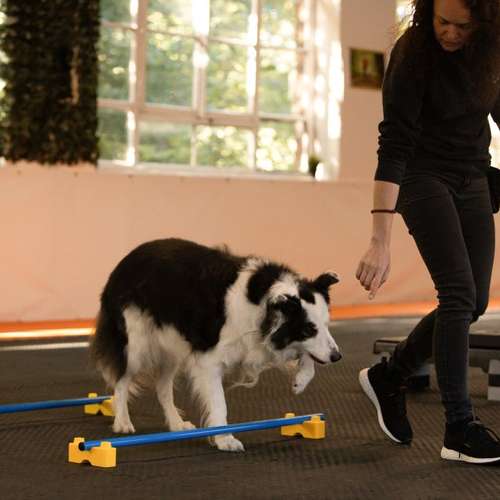 Hundeauslaufgebiet-FellVita Tiertherapie-Bild