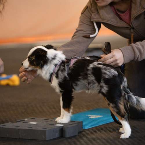 Hundeauslaufgebiet-FellVita Tiertherapie-Bild