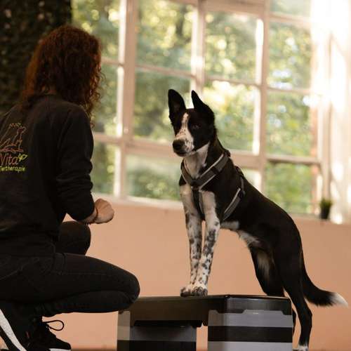 Hundeauslaufgebiet-FellVita Tiertherapie-Bild