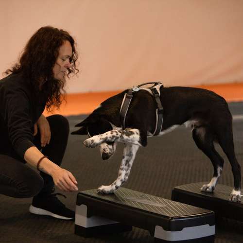 Hundeauslaufgebiet-FellVita Tiertherapie-Bild