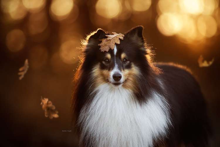 Hundeauslaufgebiet-Alina Böck Fotografie-Bild