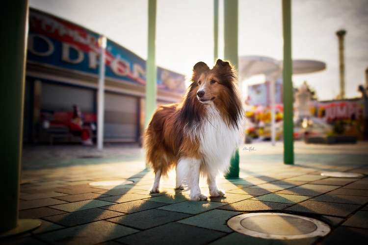 Hundeauslaufgebiet-Alina Böck Fotografie-Bild