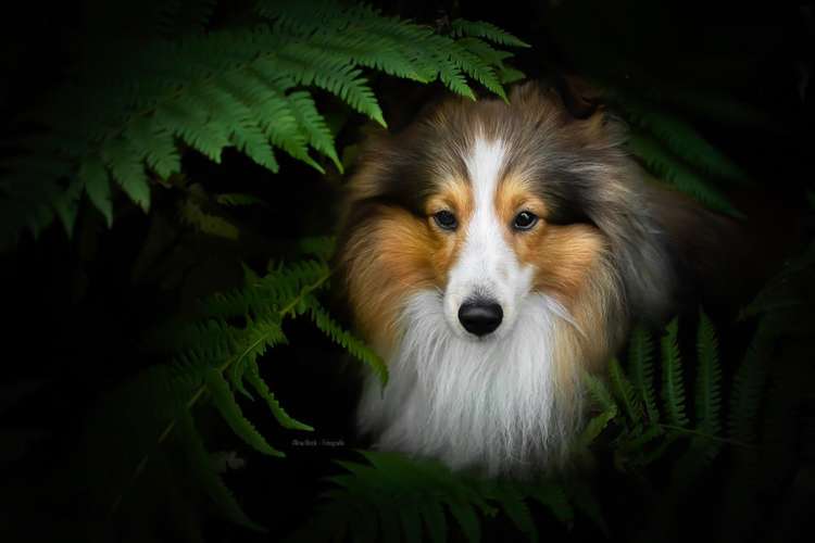 Hundeauslaufgebiet-Alina Böck Fotografie-Bild