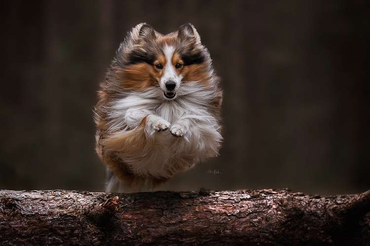 Hundeauslaufgebiet-Alina Böck Fotografie-Bild