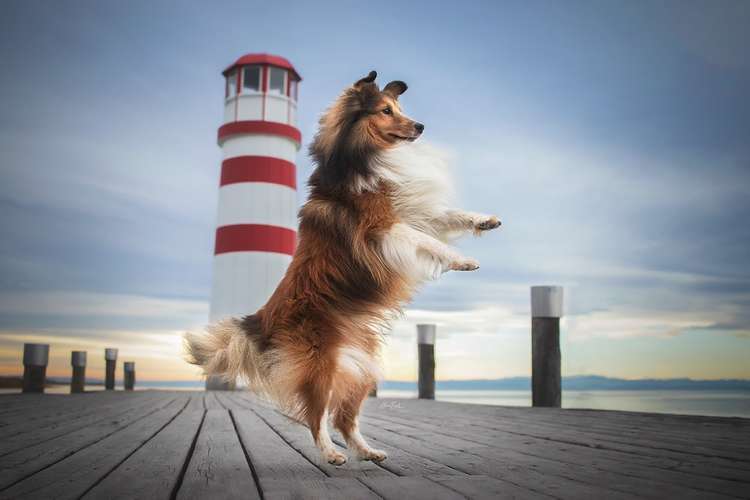 Hundeauslaufgebiet-Alina Böck Fotografie-Bild