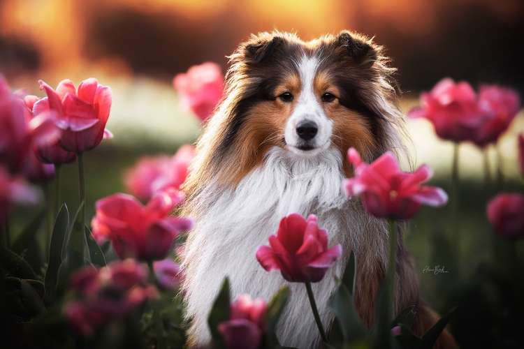 Hundeauslaufgebiet-Alina Böck Fotografie-Bild