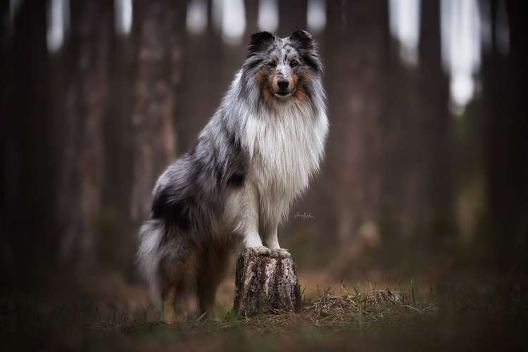 Hundeauslaufgebiet-Alina Böck Fotografie-Bild