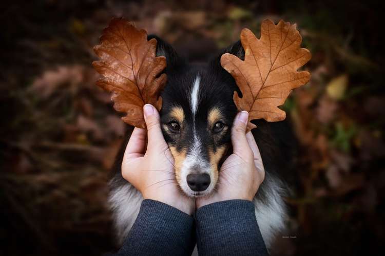 Hundeauslaufgebiet-Alina Böck Fotografie-Bild