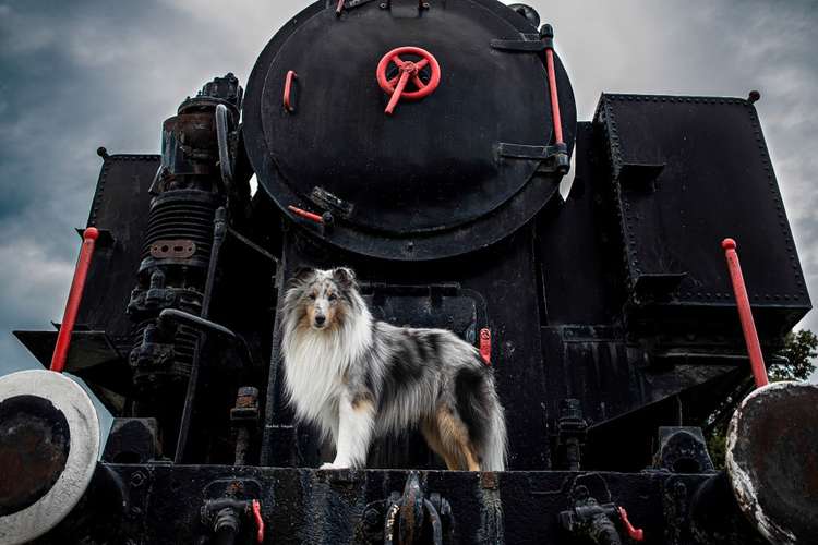 Hundeauslaufgebiet-Alina Böck Fotografie-Bild