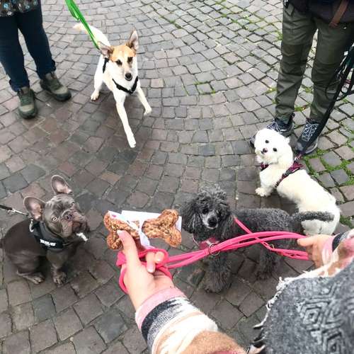 Hundeauslaufgebiet-Hundetraining Anja Baum-Bild