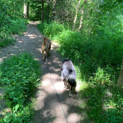 Hundeauslaufgebiet-Hundetraining Anja Baum-Bild