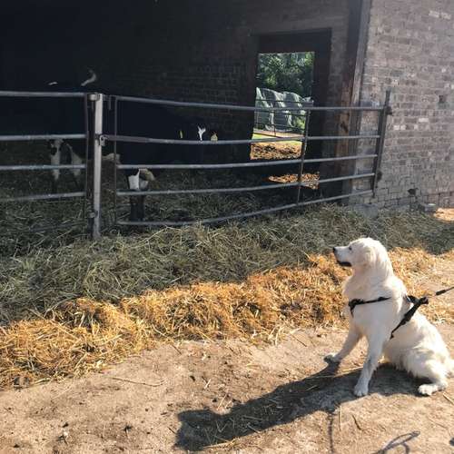 Hundeauslaufgebiet-Hundetraining Anja Baum-Bild