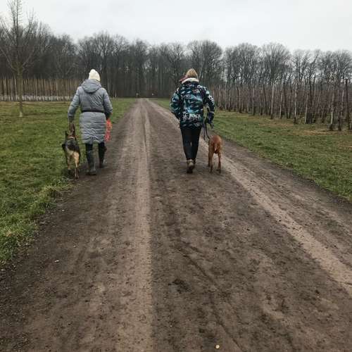 Hundeauslaufgebiet-Hundetraining Anja Baum-Bild