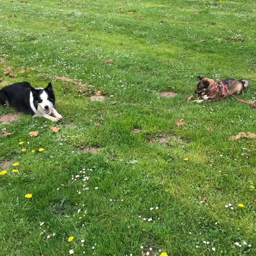 Hundeauslaufgebiet-Hundetraining Anja Baum-Bild
