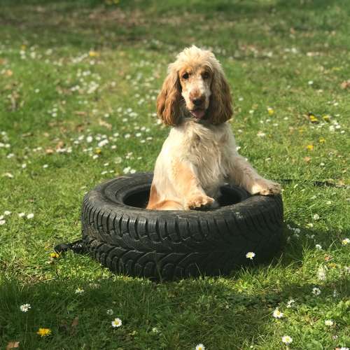 Hundeauslaufgebiet-Hundetraining Anja Baum-Bild